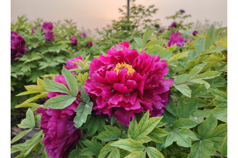 菏澤魯西新區：花海“鏈”就繁華產業